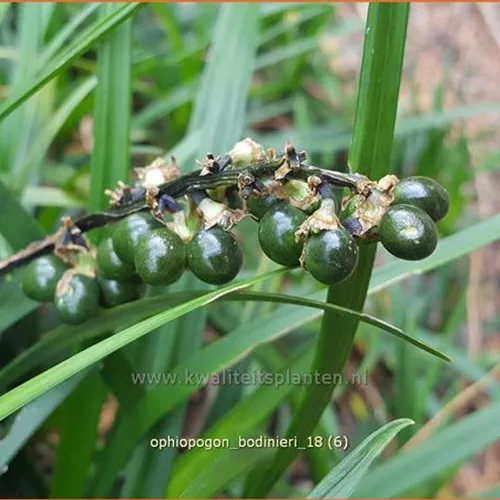 Ophiopogon bodinieri