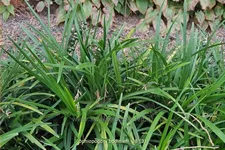 Ophiopogon bodinieri