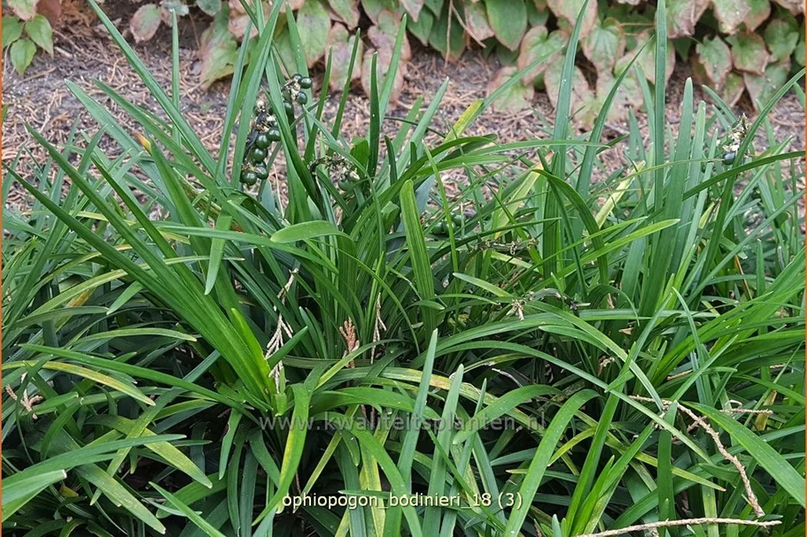 Ophiopogon bodinieri