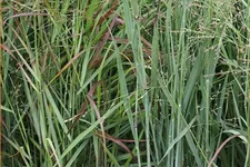 Panicum virgatum 'Heiliger Hain'