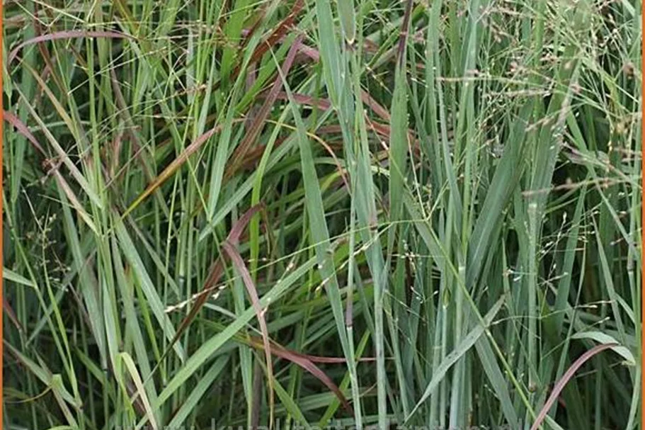 Panicum virgatum 'Heiliger Hain'