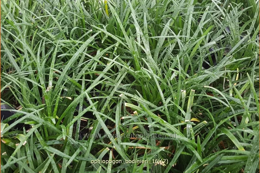 Ophiopogon bodinieri