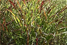 Panicum virgatum 'Heiliger Hain'