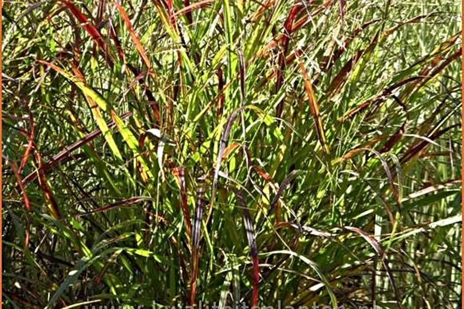 Panicum virgatum 'Heiliger Hain'