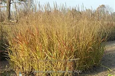 Panicum virgatum 'Heiliger Hain'