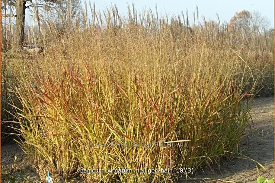 Panicum virgatum 'Heiliger Hain'