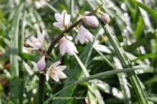 Ophiopogon bodinieri