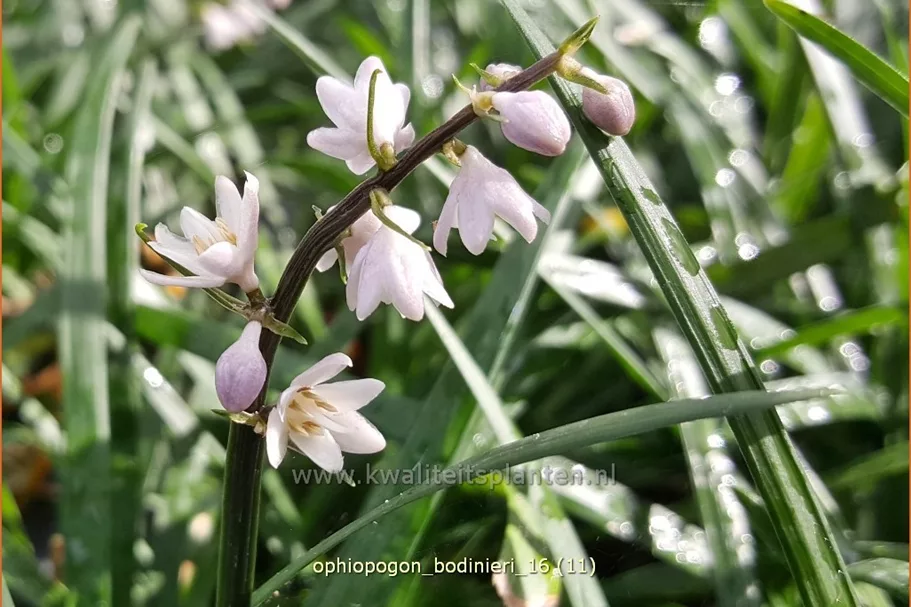 Ophiopogon bodinieri