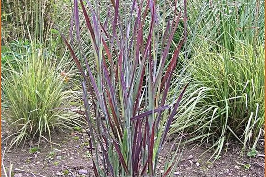 Panicum virgatum 'Heiliger Hain'