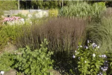 Panicum virgatum 'Heiliger Hain'