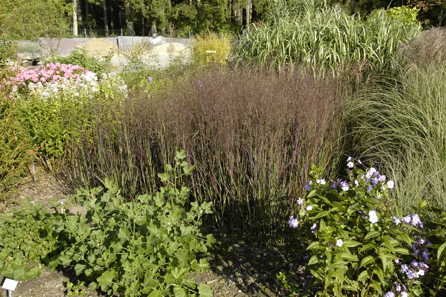 Panicum virgatum 'Heiliger Hain'
