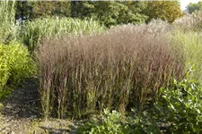 Panicum virgatum 'Heiliger Hain'