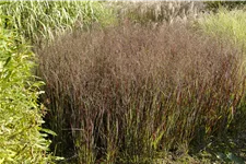 Panicum virgatum 'Heiliger Hain'