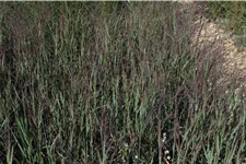 Panicum virgatum 'Heiliger Hain'