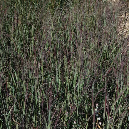 Panicum virgatum 'Heiliger Hain'