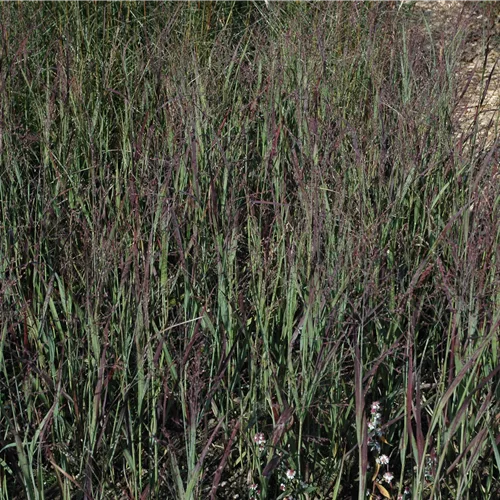 Panicum virgatum 'Heiliger Hain'