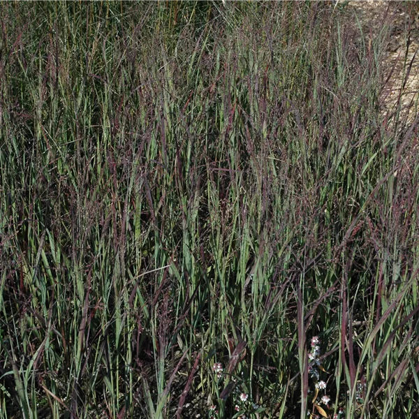 Panicum virgatum 'Heiliger Hain'