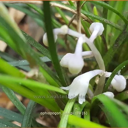 Ophiopogon chingii