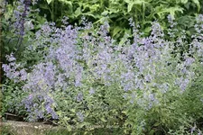 Nepeta x faassenii 'Senior'