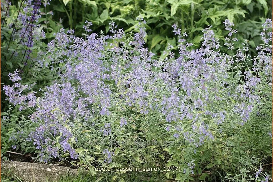 Nepeta x faassenii 'Senior'
