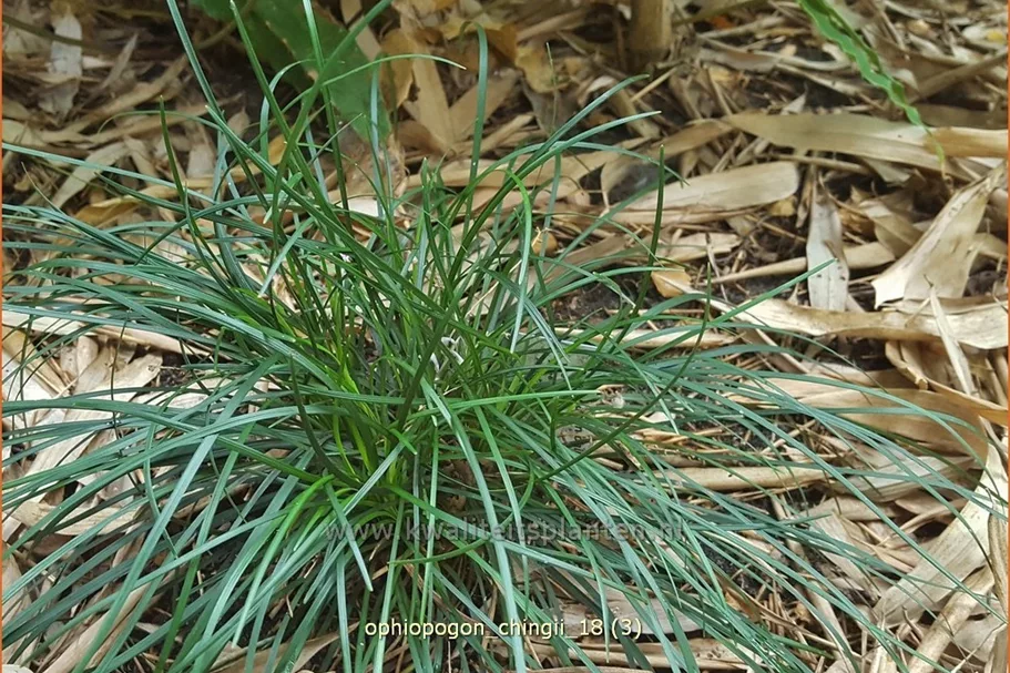 Ophiopogon chingii