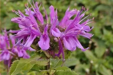 Monarda fistulosa 'Bee-Pretty'
