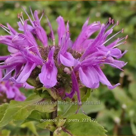 Monarda fistulosa 'Bee-Pretty'