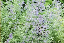 Nepeta x faassenii 'Senior'