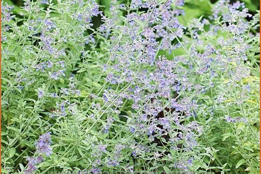 Nepeta x faassenii 'Senior'