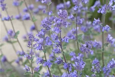 Nepeta x faassenii 'Senior'