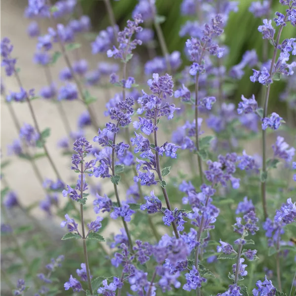 Nepeta x faassenii 'Senior'
