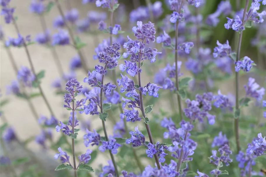 Nepeta x faassenii 'Senior'