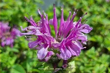 Monarda fistulosa 'Bee-Pretty'