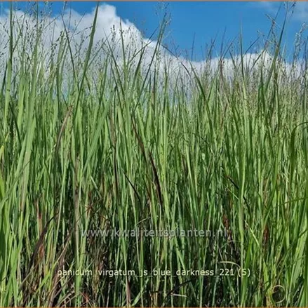 Panicum virgatum 'JS Blue Darkness'
