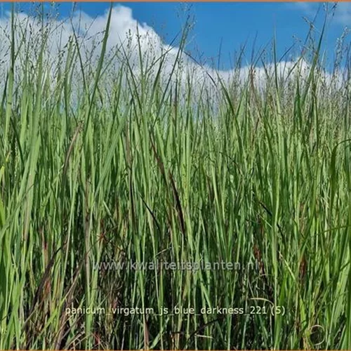 Panicum virgatum 'JS Blue Darkness'