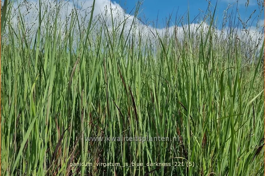Panicum virgatum 'JS Blue Darkness'