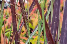 Panicum virgatum 'JS Blue Darkness'