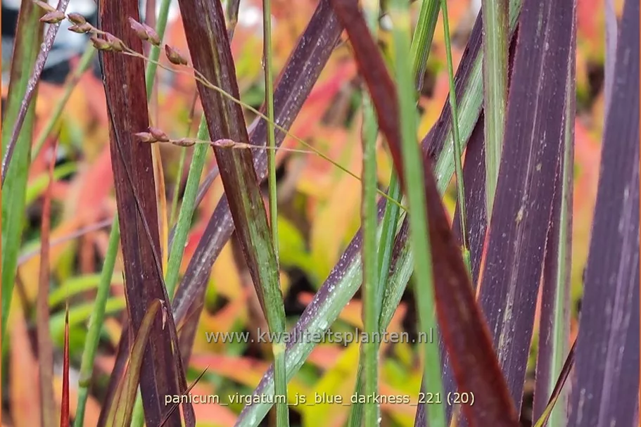 Panicum virgatum 'JS Blue Darkness'
