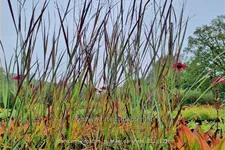 Panicum virgatum 'JS Blue Darkness'