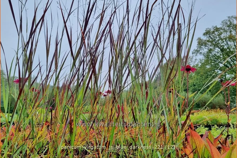 Panicum virgatum 'JS Blue Darkness'