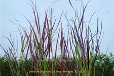 Panicum virgatum 'JS Blue Darkness'