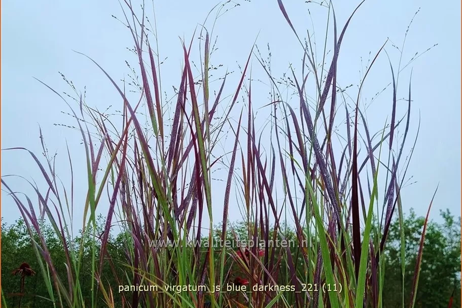 Panicum virgatum 'JS Blue Darkness'
