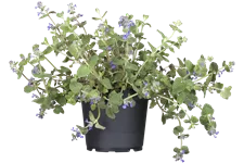 Nepeta x faassenii 'Senior'