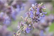 Nepeta x faassenii 'Senior'