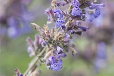 Nepeta x faassenii 'Senior'