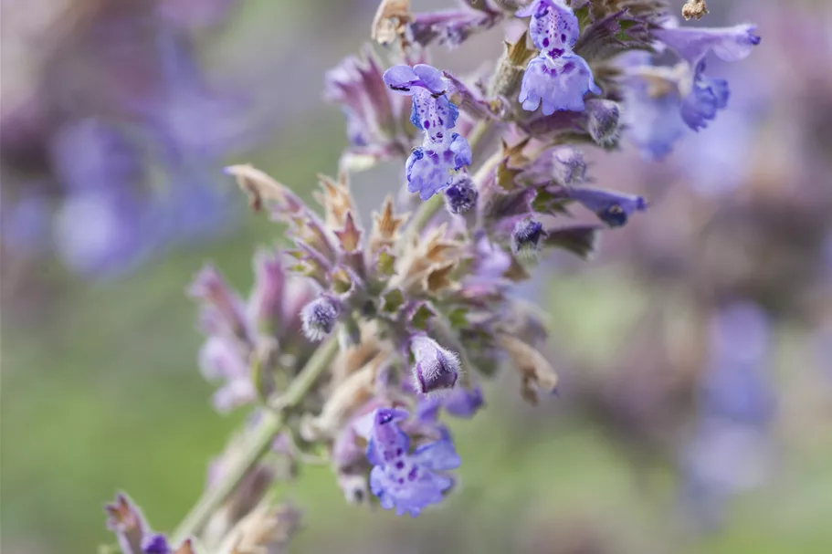 Nepeta x faassenii 'Senior'