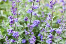 Nepeta x faassenii 'Senior'