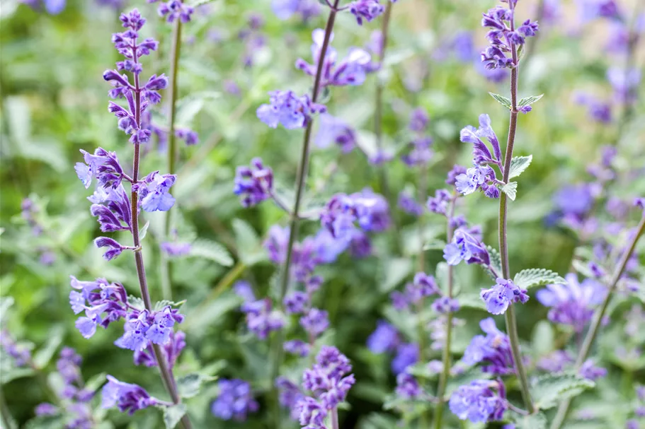 Nepeta x faassenii 'Senior'