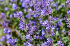 Nepeta x faassenii 'Senior'