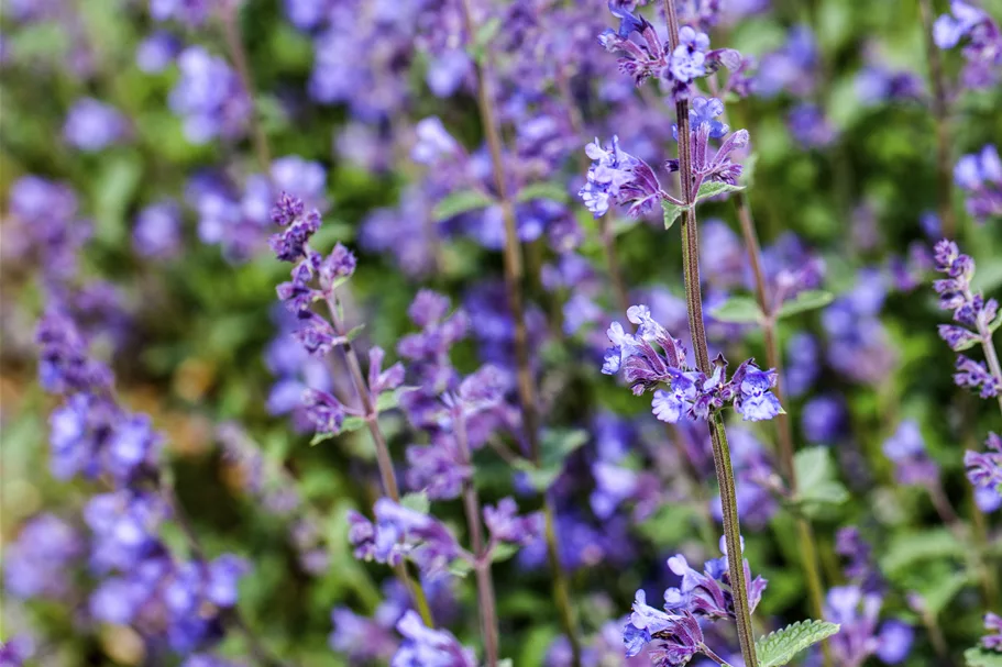 Nepeta x faassenii 'Senior'